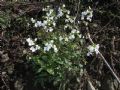 Arabis alpina subsp. caucasica